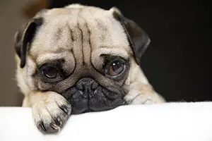 Internal: Young pug, portrait Portrait eines jungen Mopses