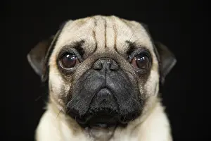 Internal: Young pug, portrait Portrait eines jungen Mopses