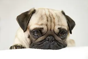 Internal: Young pug, portrait Portrait eines jungen Mopses
