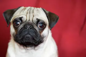 Pugs: Young pug in front of red backdrop, portrait Junger