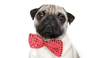 Bows: Young pug with a red bow tie, portrait