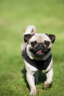 Pugs: Young pug running in a meadow Ein junger Mops l&, xe4;uft