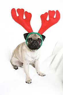 Junger: Young pug wearing reindeer antlers Junger Mops mit