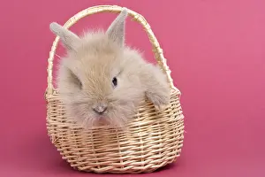 Trugs: Young rabbit home on pink background