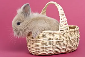 Trugs: Young rabbit home on pink background