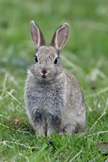 Young Rabbit - Sitting in a meadow