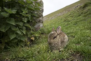Nettles: Young Rabbit - Yorkshire - UK