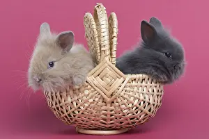 Trugs: Young rabbits home on pink background