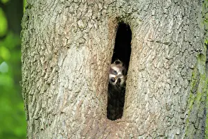 Procyonid: Young raccoon (Procyon lotor), in tree hole, Weinhabel