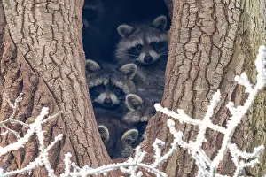 Lotor: Young raccoons (Procyon lotor) looking out of their