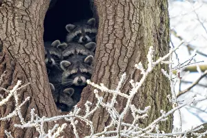 Lotor: Young raccoons (Procyon lotor) looking out of their