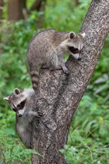 Raccoons: Young Raccoons (Procyon lotor) playing on a tree