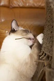 Bites: Young Ragdoll beeing teeth on a rattan armchair