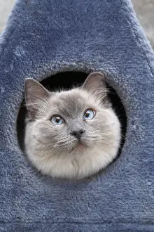 Ragdoll: Young Ragdoll cat in housecat