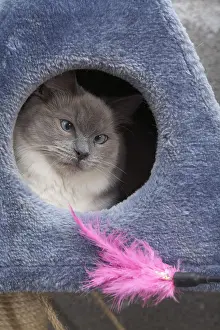 Ragdoll: Young Ragdoll cat in housecat playing with a feather