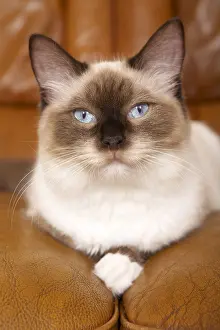Ragdoll: Young Ragdoll lying on a leather sofa