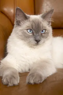 Ragdoll: Young Ragdoll lying on a leather sofa