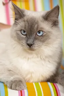 Ragdoll: Young Ragdoll lying on a multicoloured sofa