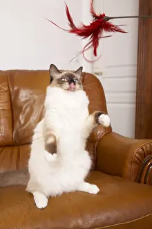 Licked: Young Ragdoll stood playing with a feather on a sofa