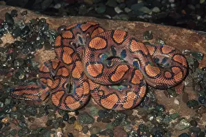 Sheen: Young Rainbow Boa