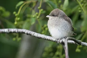 Collurio: Young red-backed shrike (Lanius collurio), Emsland
