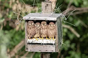 Begging: Young Red-footed Falcons (Falco vespertinus), begging