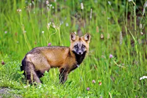 Worried: Young Red Fox - standing in meadow of flowers