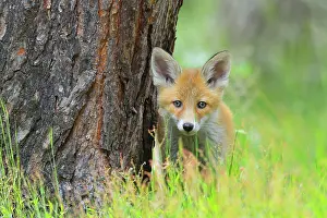 Sadness: Young Red Fox, Vulpes vulpes, Hesse, Germany, Europe