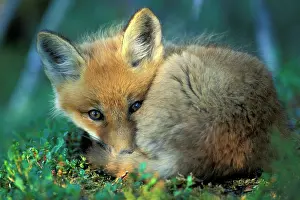 Huddled: Young red fox (Vulpes vulpes) huddled on ground