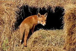 Piles: Young red fox (Vulpes vulpes), standing on piles