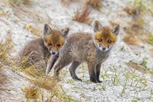 Curiosity: Young red foxes (Vulpes vulpes) two curious kits