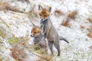 Dune: Young red foxes (Vulpes vulpes) two playful kits