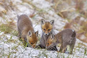 Dune: Young red foxes (Vulpes vulpes) three playful kits