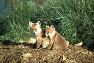 Cuddling: YOUNG Red FOXES - x two