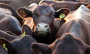 Crowded: Young red poll cattle crowded together, Sutton