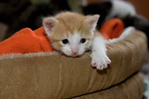 Baskets: Young red-white kitten in a cat basket