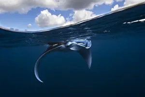 Found: Young Reef manta ray (Mobula alfredi) having found
