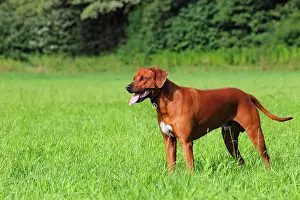 Panting: Young Rhodesian Ridgeback dog standing on a meadow