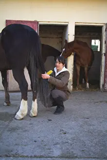 Brushed: Young rider brushing the tail of his horse