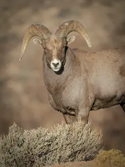 New Mexico: Young Rocky Mountain bighorn ram during the rut along the