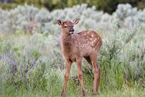Elks: Young Rocky Mountain Elk Calf (Cervus canadensis