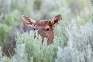 Elks: Young Rocky Mountain Elk Calf (Cervus canadensis