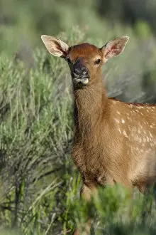 Wapiti: Young Rocky Mountain Elk Calf (Cervus canadensis