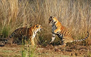 Confronation: Young Royal Bengal / Indian Tigers play-fighting