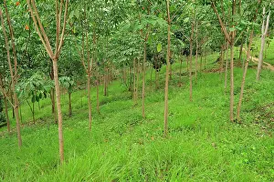 Gunung: Young rubber tree plantation - beside Gunung Leuser