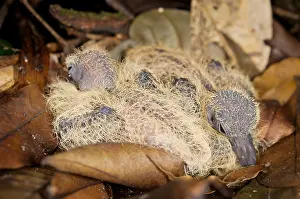 Equatorial: Young Ruddy Quail-Doves on nest leaves French Guiana