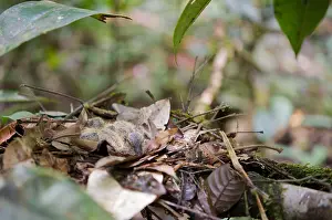 Equatorial: Young Ruddy Quail-Doves on nest leaves French Guiana