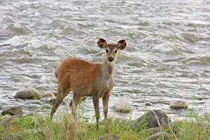 Rusa: Young Sambar deer