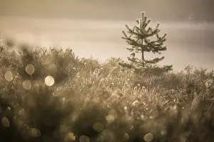 Scots: Young Scots Pine (Pinus sylvestris) standing in