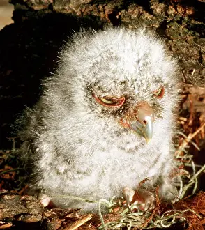 Screech: Young Screech Owl